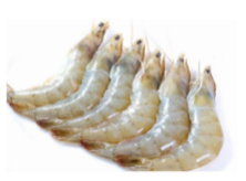 Oman Shrimps HOSO U20 size 20-30